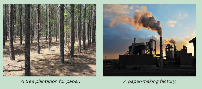 A tree plantation for paper and a paper-making factory