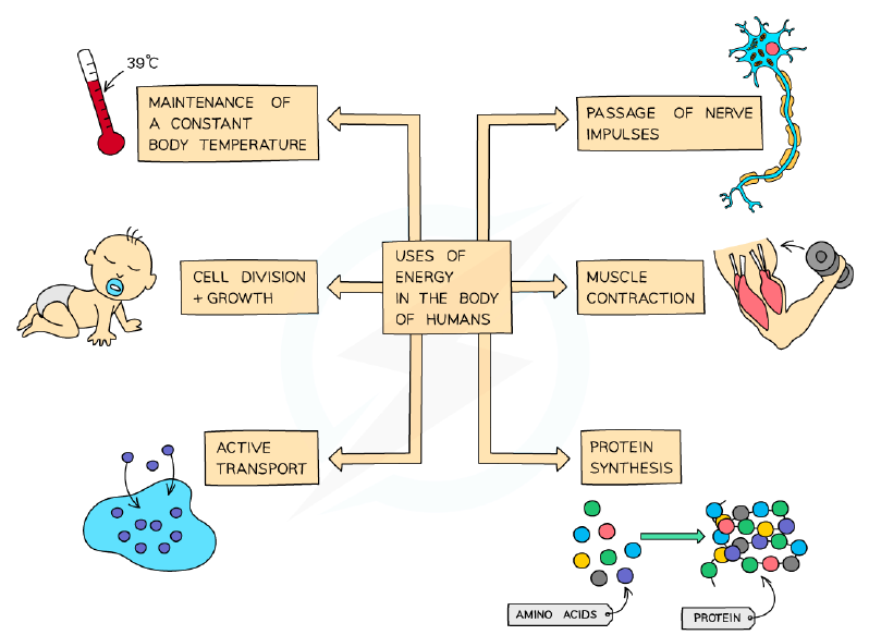 Uses of energy released in respiration
