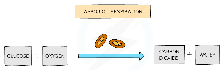 Word equation for aerobic respiration