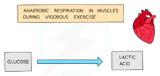 Word equation for anaerobic respiration in animals