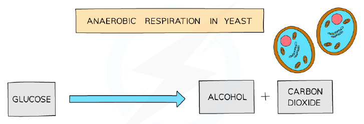 Word equation for anaerobic respiration in yeast