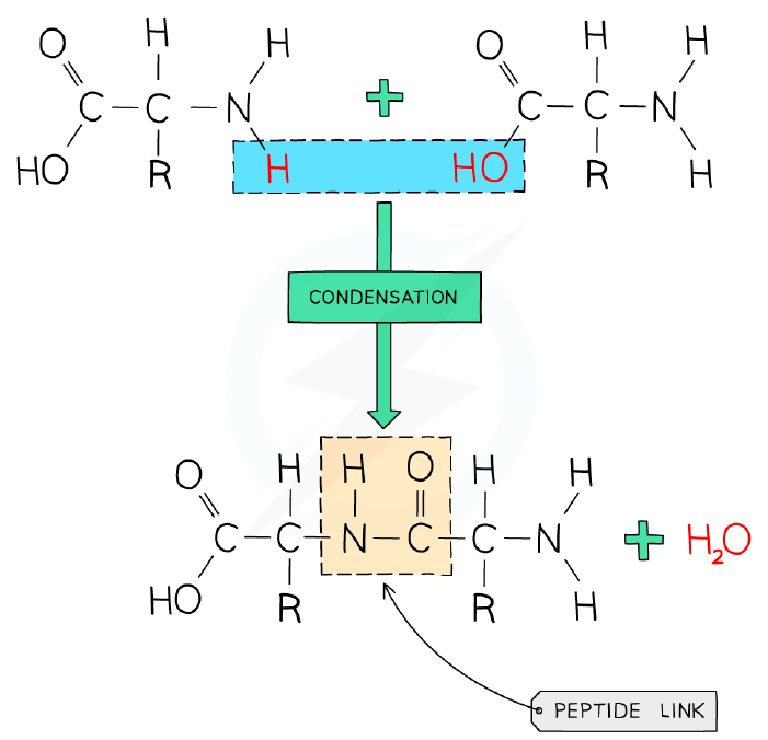 Formation of a protein from amino acid monomers