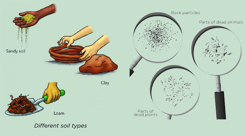 Different soil types (sandy, clay, loam) and magnified views of rock particles and dead plant/animal remains.