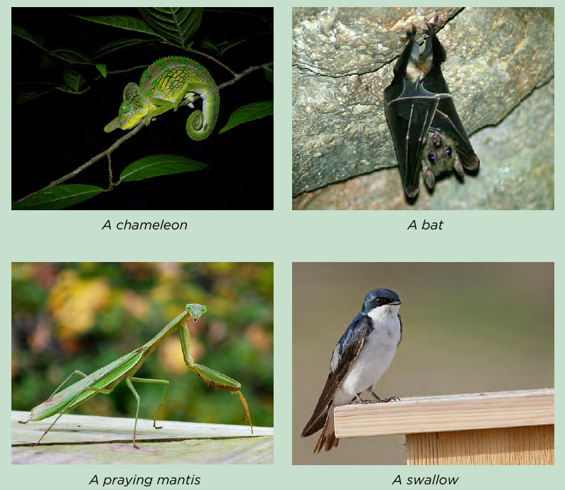 Photos of a chameleon, a bat, a praying mantis, and a swallow -- all insect-eating carnivores.