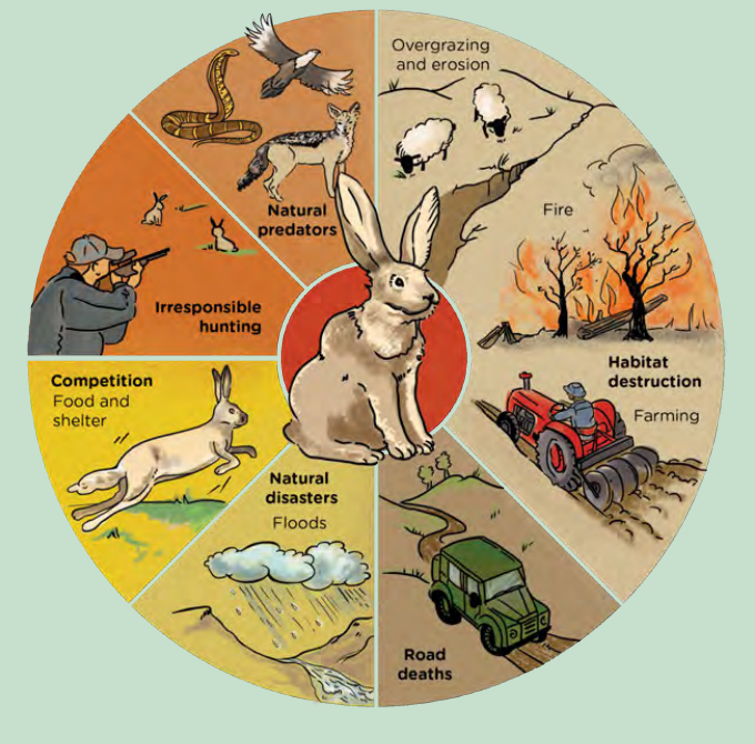A wheel diagram of threats to the Riverine Rabbit: natural predators, irresponsible hunting, competition, natural disasters, habitat destruction, overgrazing and erosion, fire, and road deaths.