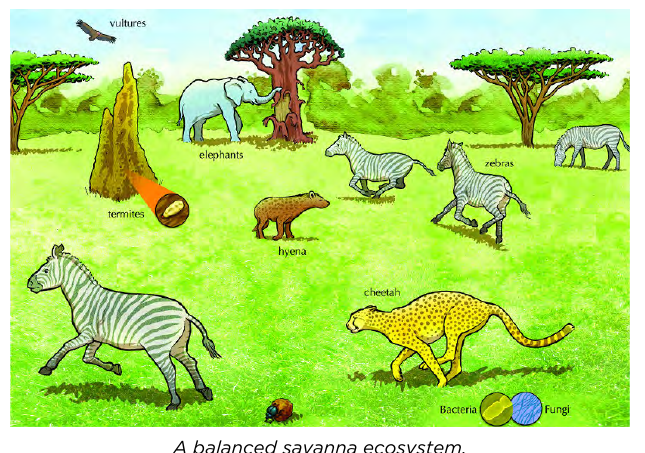 A balanced savanna ecosystem: termites, elephants, zebras, a hyena, a cheetah, vultures, and bacteria/fungi all depending on the same limited resources.