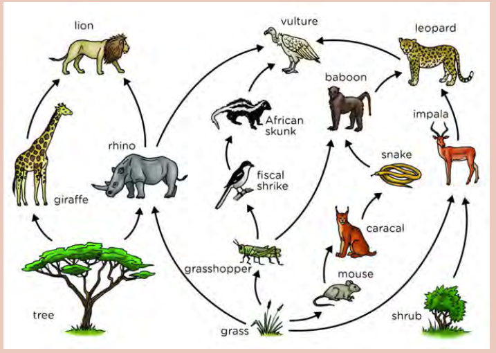 A savanna food web showing feeding relationships among producers (tree, grass, shrub) and consumers up to top predators (lion, leopard).