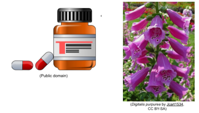 A bottle of medicine capsules and the foxglove flower (Digitalis purpurea)