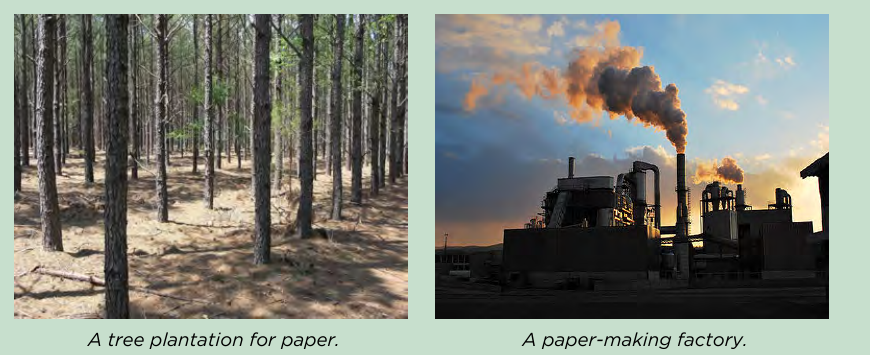 A tree plantation for paper and a paper-making factory