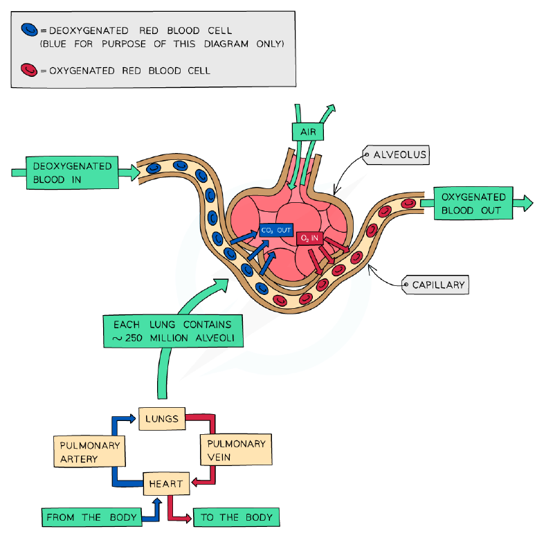 Features of gas exchange surfaces