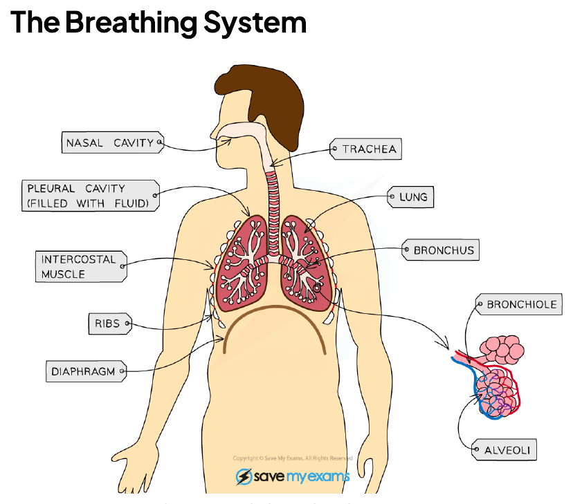 Structures in the human breathing system