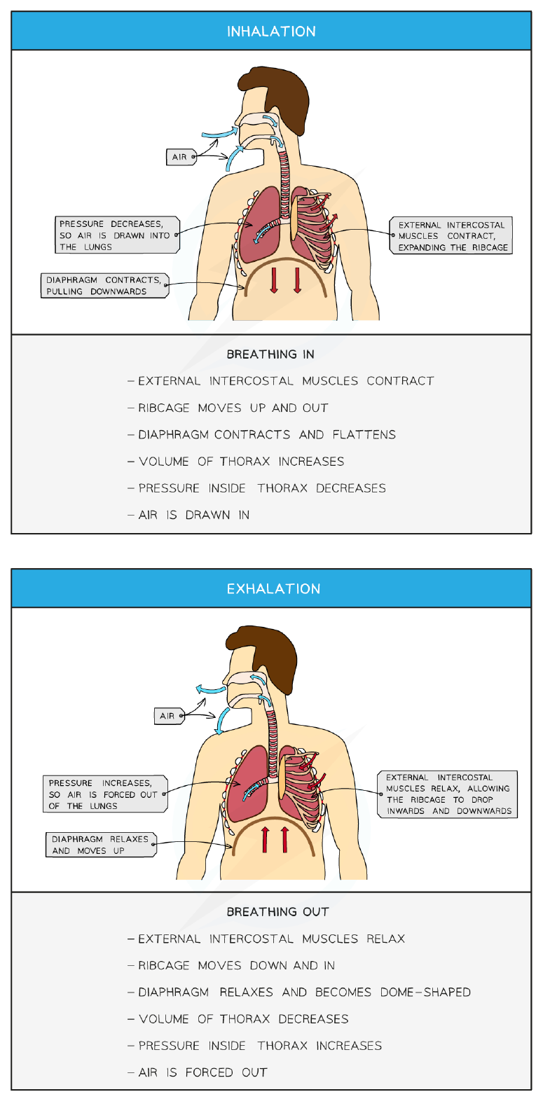 Inhalation and exhalation