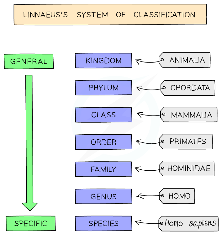 Linnaeus's system of classification