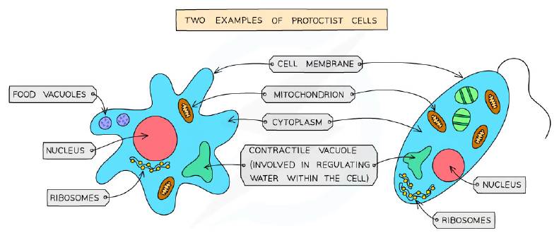 Two examples of protoctist cells