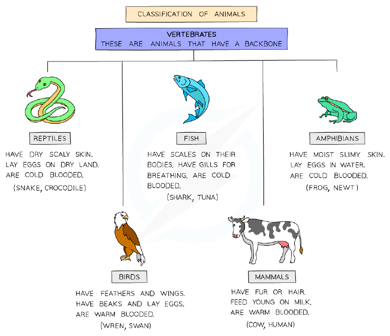 Classification of vertebrates