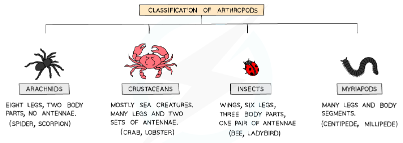 Classification of arthropods