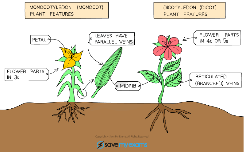 Monocotyledon and dicotyledon plant features