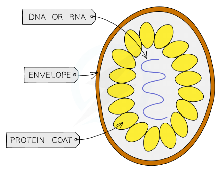 Structure of a typical virus