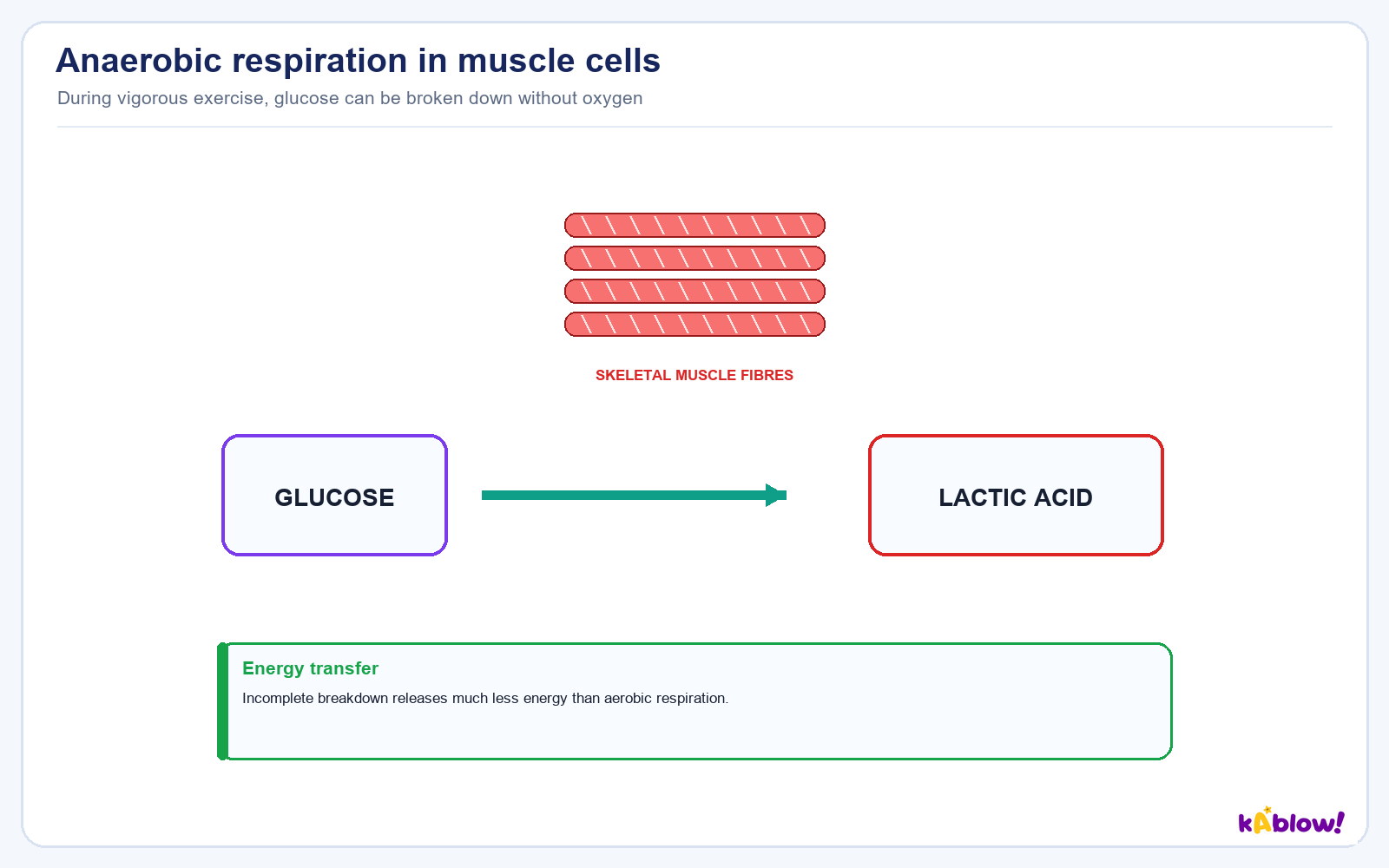 Anaerobic respiration in muscles during vigorous exercise: glucose -> lactic acid.