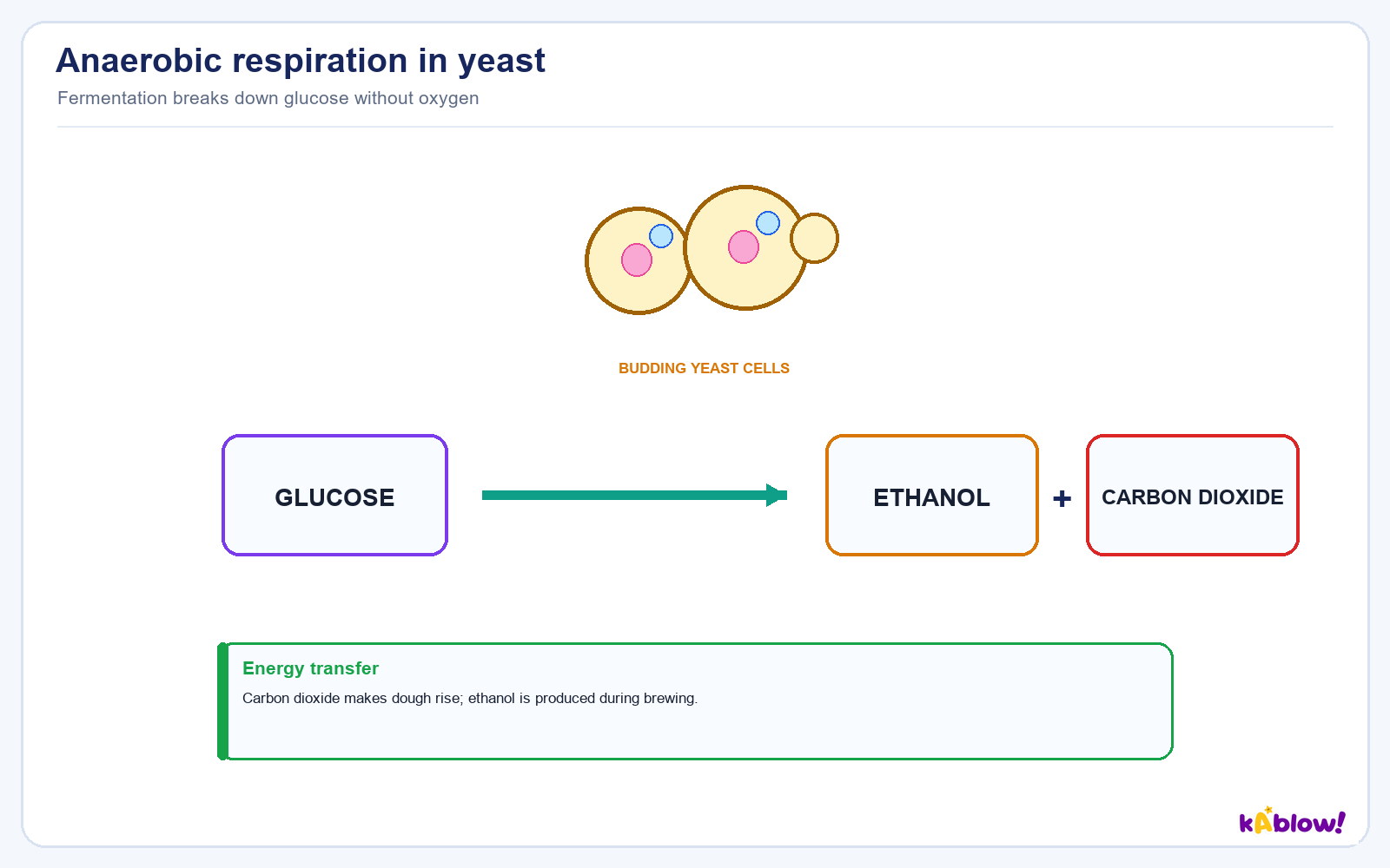 Anaerobic respiration in yeast: glucose -> alcohol + carbon dioxide.