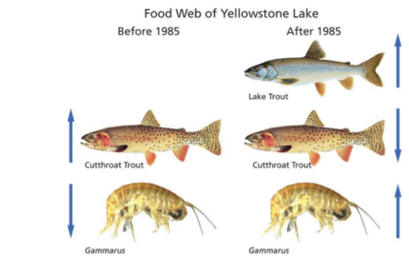 A keystone species removed