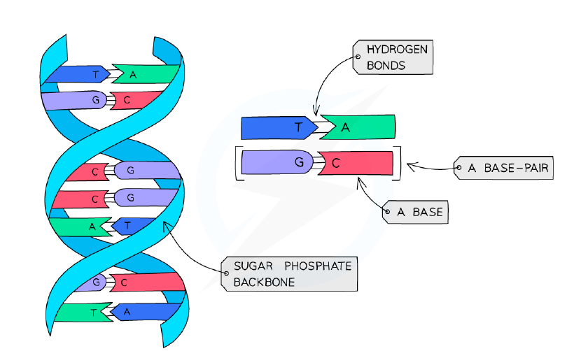 The DNA double helix