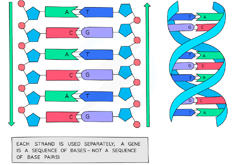 The sugar-phosphate backbone