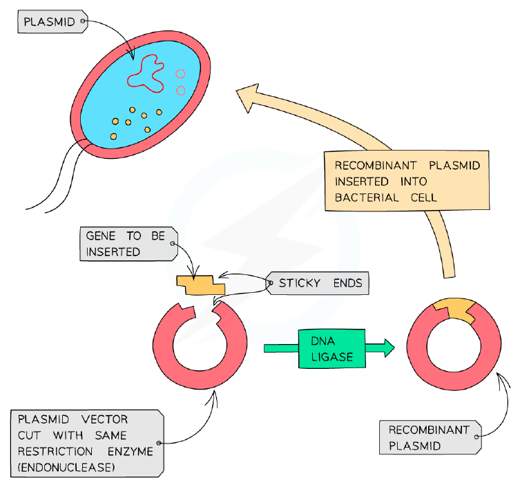 Inserting a gene into a plasmid
