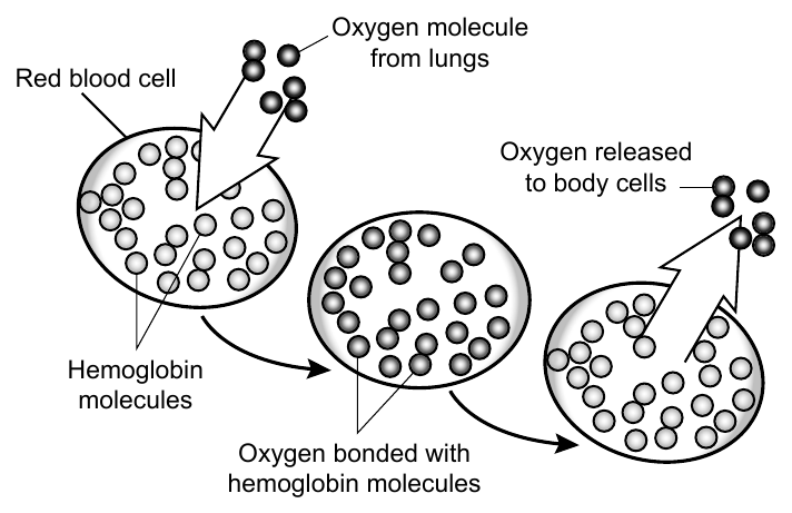 Haemoglobin carries oxygen