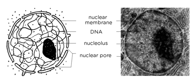 A diagram and micrograph of a cell nucleus.