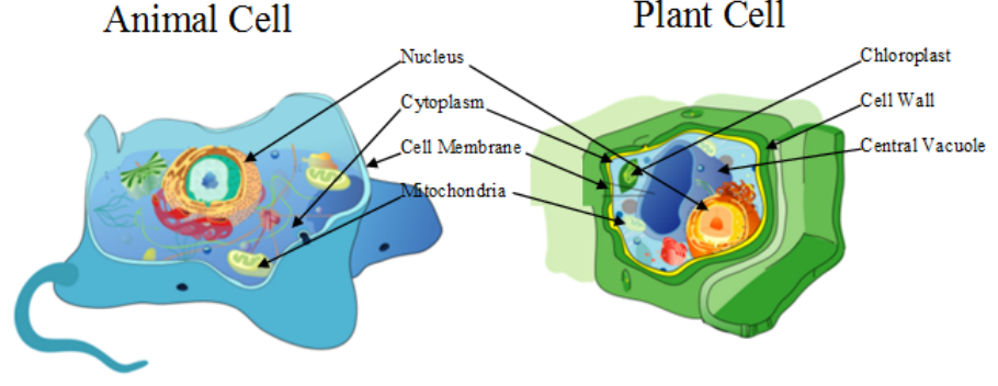 An animal cell and a plant cell, with the nucleus, cytoplasm, cell membrane and mitochondria of the animal cell and the chloroplast, cell wall and central vacuole of the plant cell labelled.