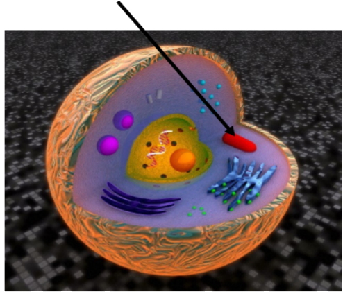A diagram of an animal cell with an arrow pointing to the mitochondrion.