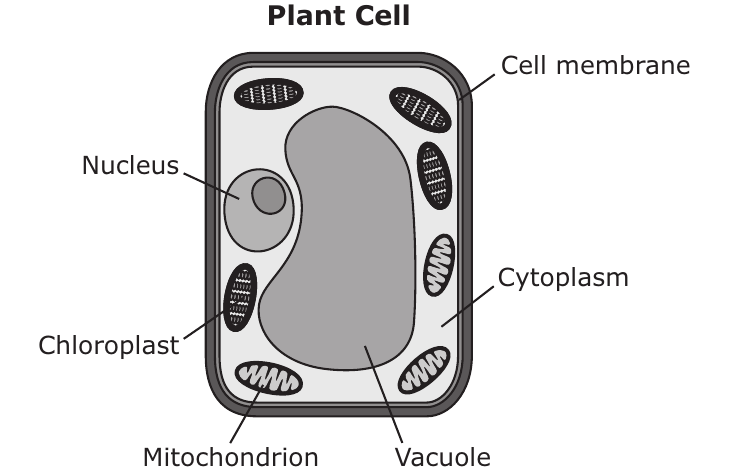 A labelled plant cell.