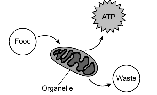 A model of an organelle converting food into ATP and waste.