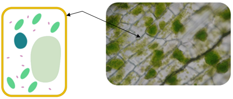 Diagram of a plant cell next to a microscopic image of plant cells