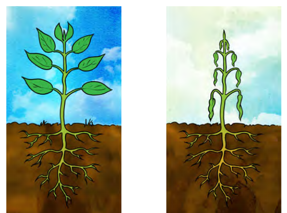A plant with turgid vacuoles stands upright (left); a plant whose vacuoles have lost water is flaccid and wilts (right).