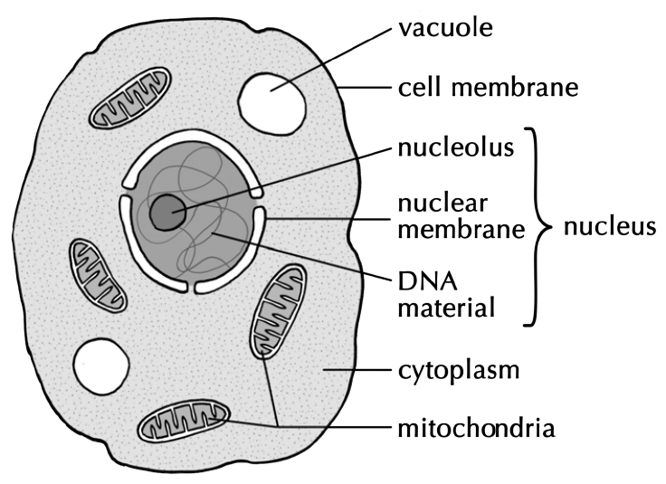 A drawing of a typical animal cell, with the nucleus, nuclear membrane, nucleolus, DNA, cell membrane, cytoplasm and mitochondria labelled.