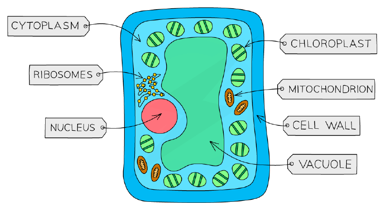 A palisade mesophyll cell, labelled: cytoplasm, ribosomes, nucleus, chloroplast, mitochondrion, cell wall, vacuole.