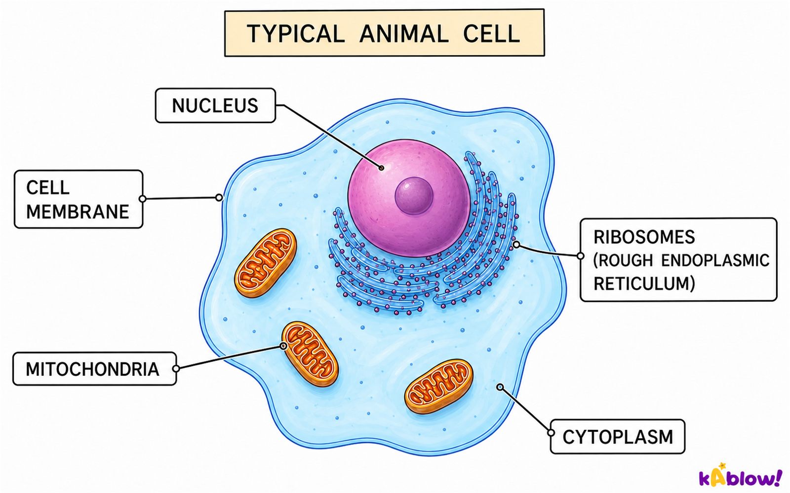 A typical animal cell