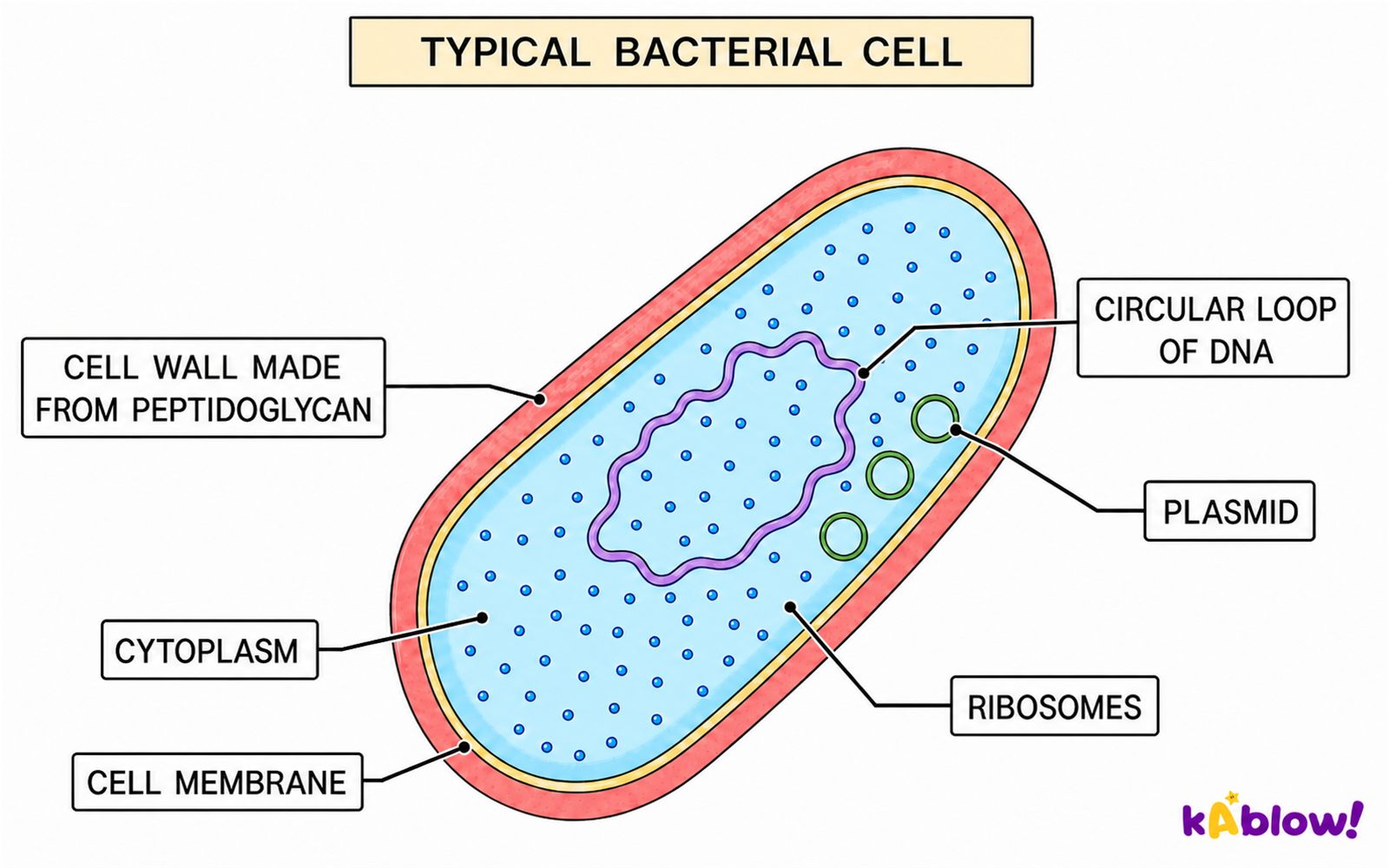 A typical bacterial cell