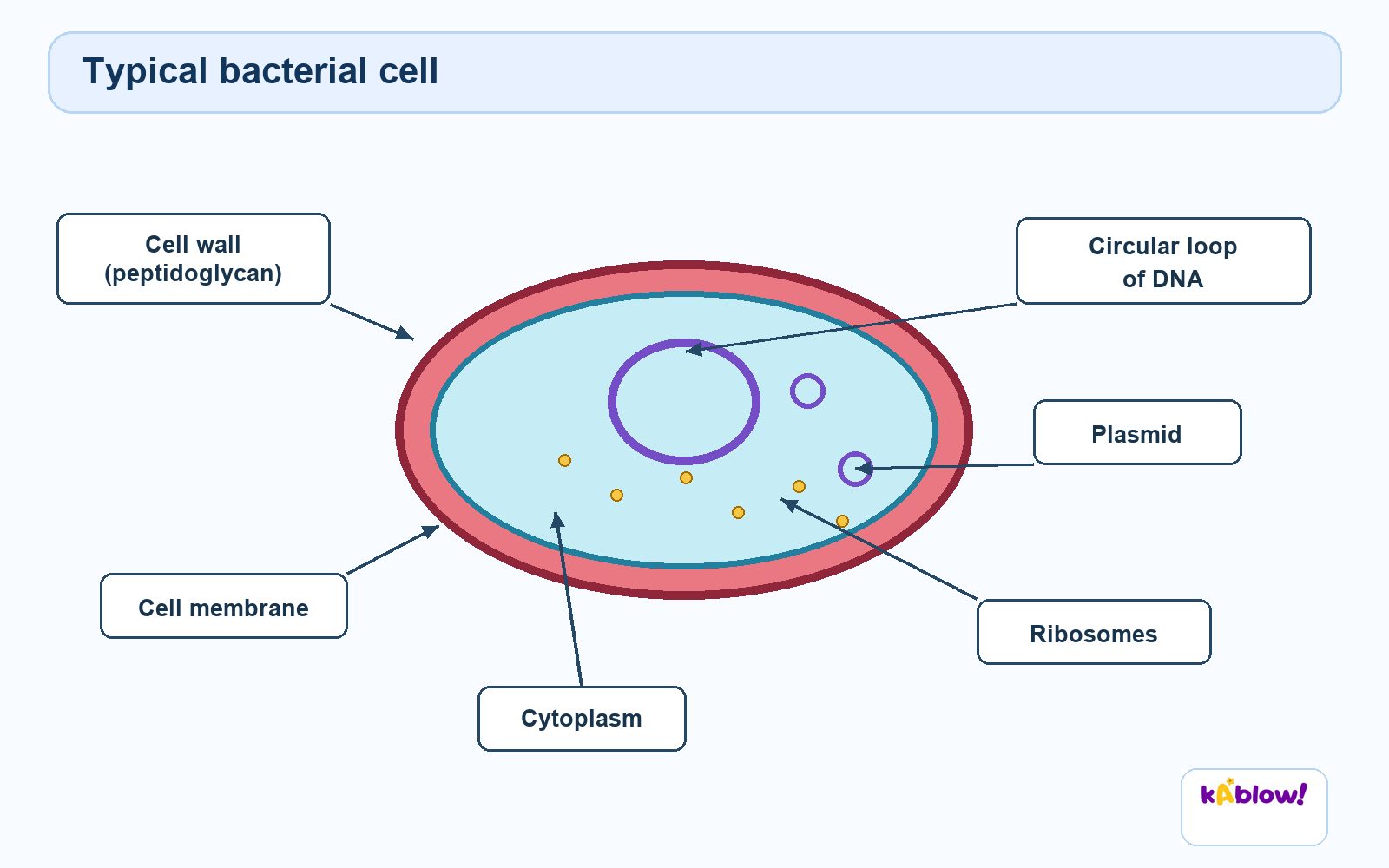 A typical bacterial cell