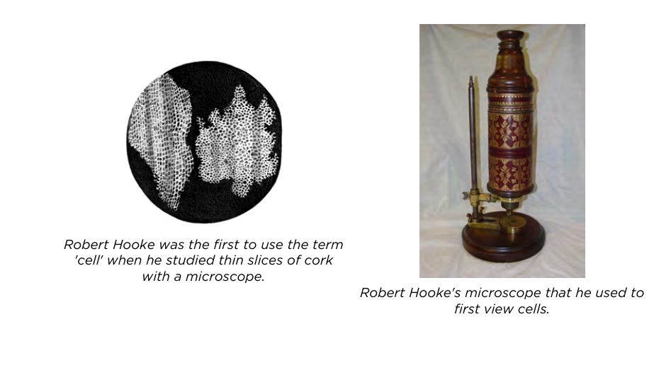 Hooke's microscope and cork cells