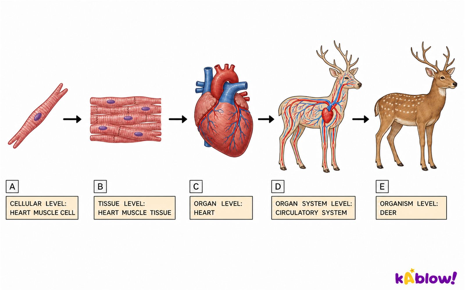 From cells to organ systems — MYP Biology Year 1 notes, slides ...