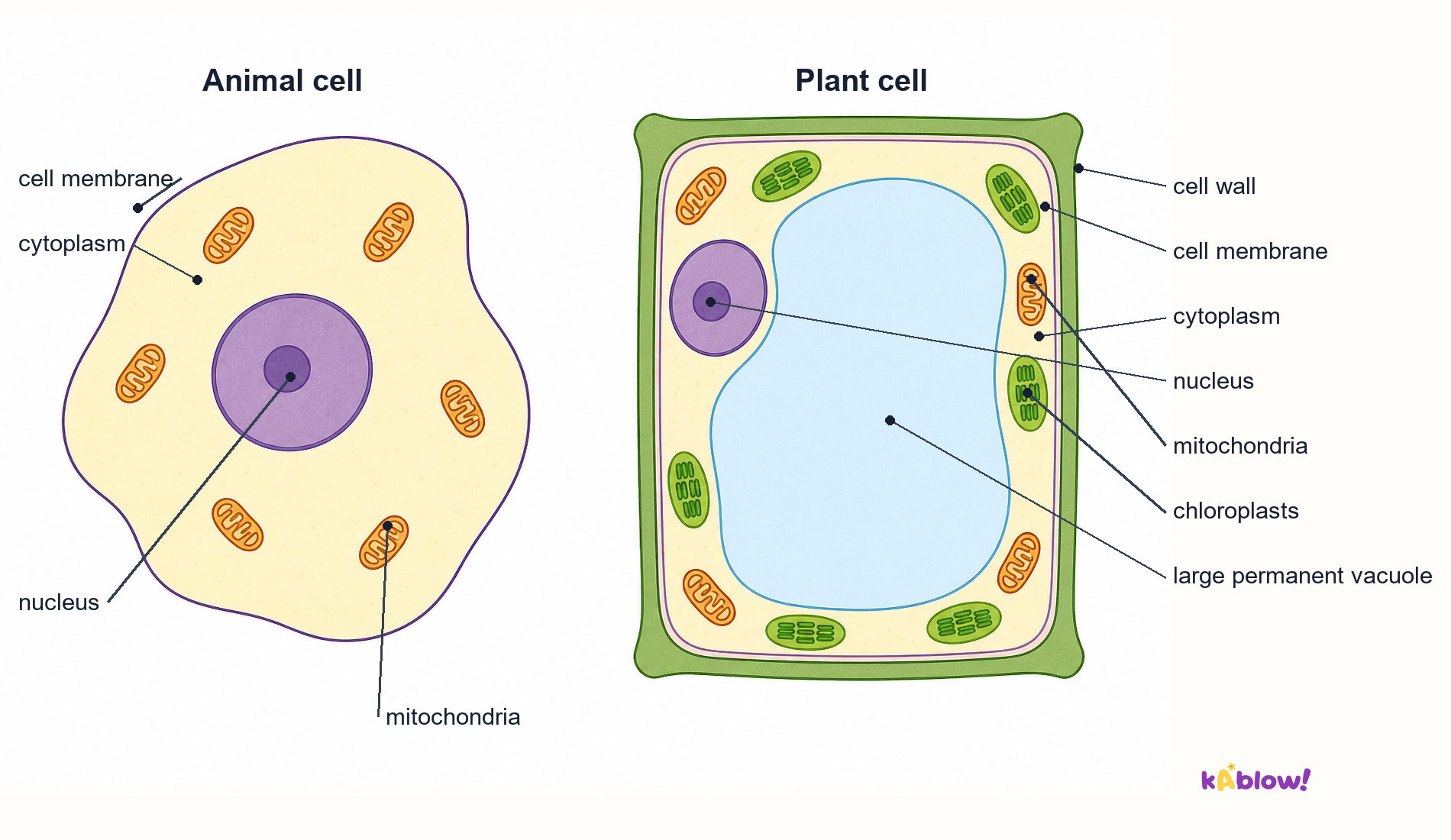 Plant and animal cells side by side, showing which structures they share and which they do not.