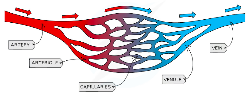 The blood vessel network