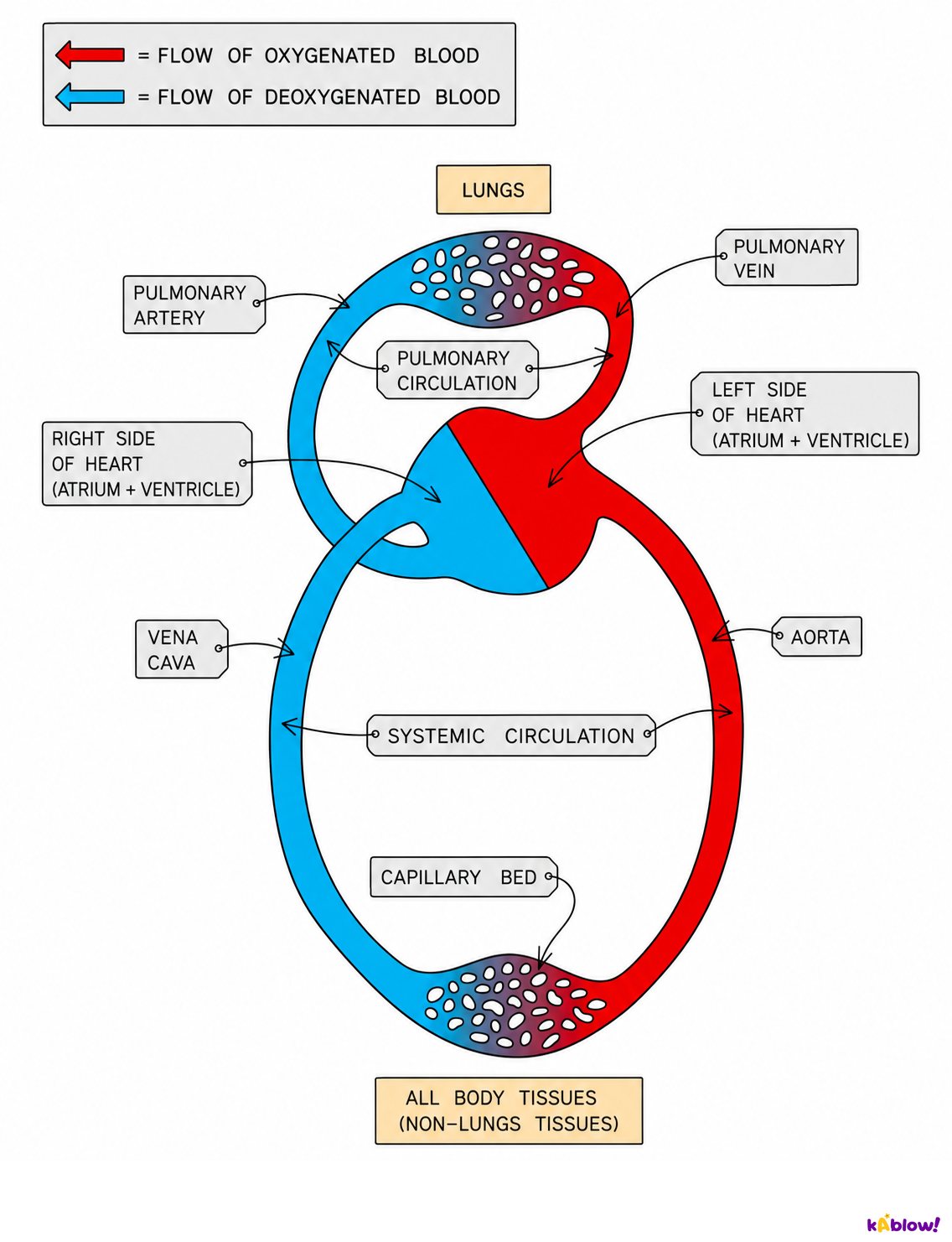 The double circulatory system