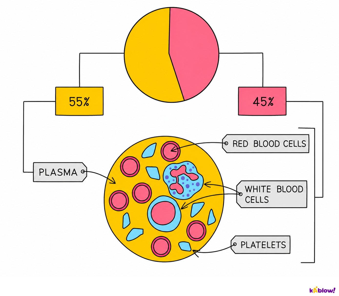 Composition of human blood
