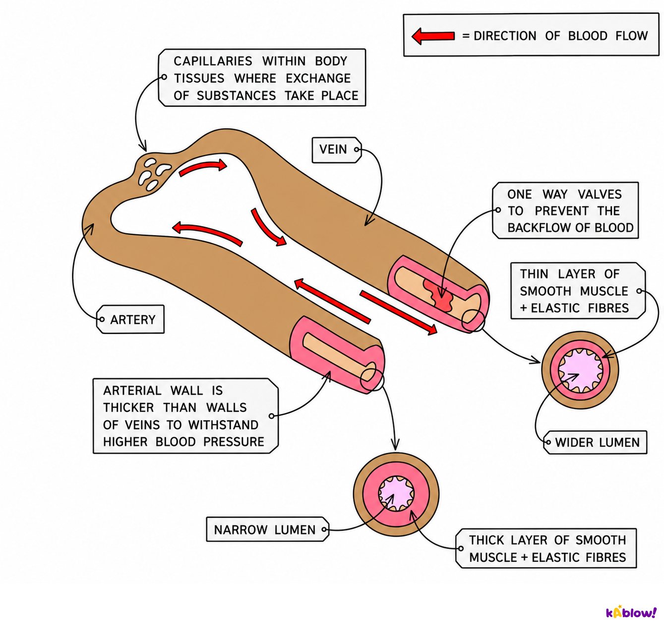 Comparing arteries and veins