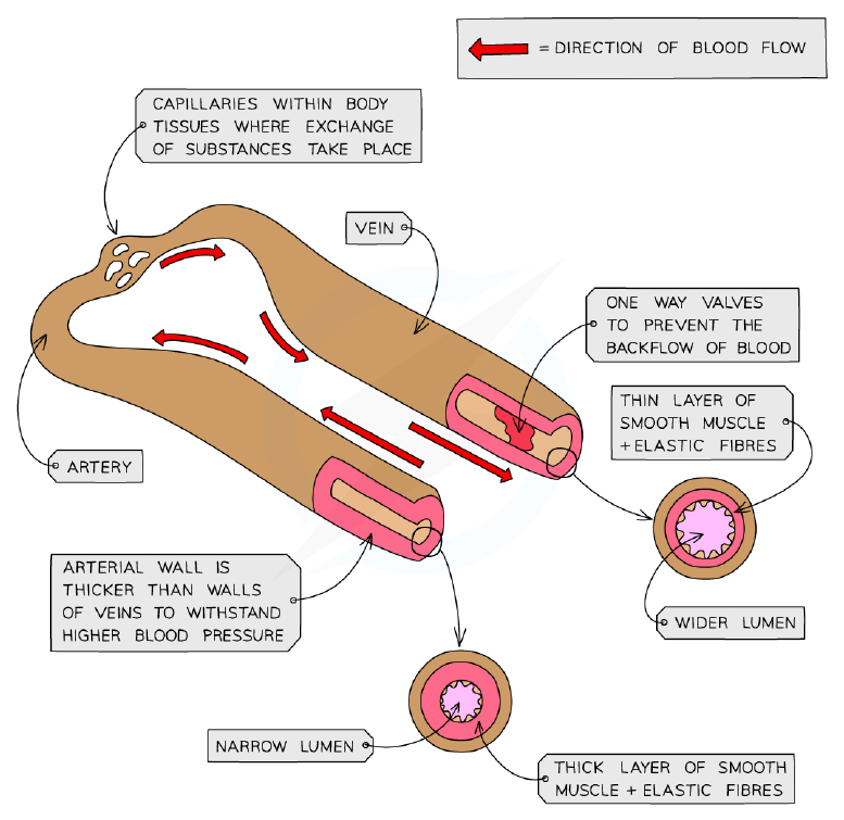 Cross-sections of an artery and a vein, showing differences in wall thickness and lumen size.