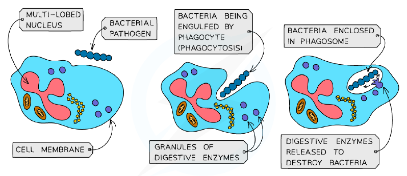 Phagocytosis